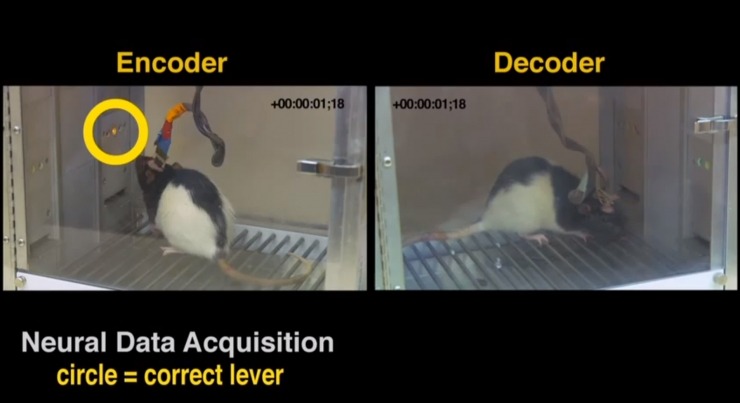 Brain-to-brain-rat-communication