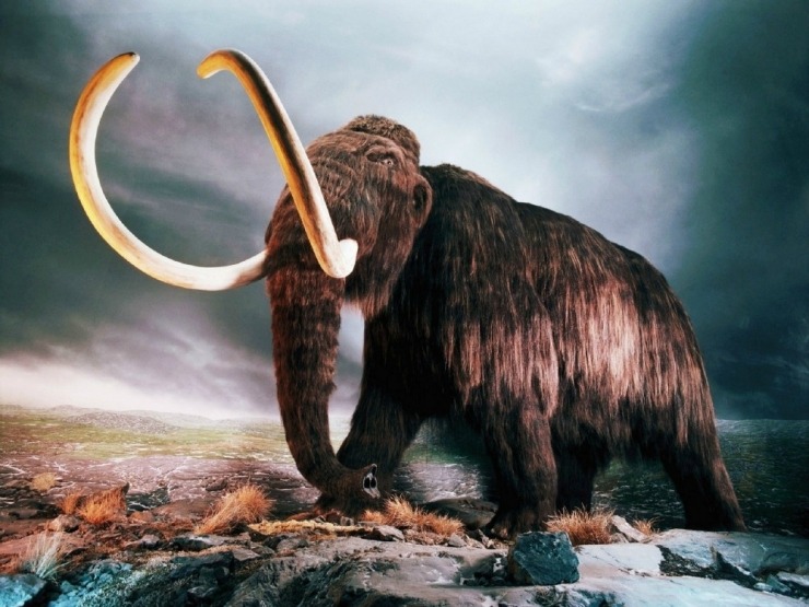 woolymammoth11