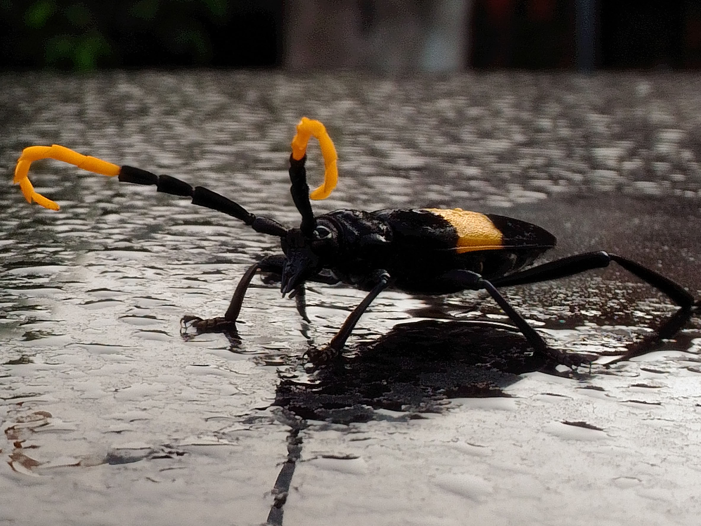 Snippet of an insect taken using Super Resolution mode.