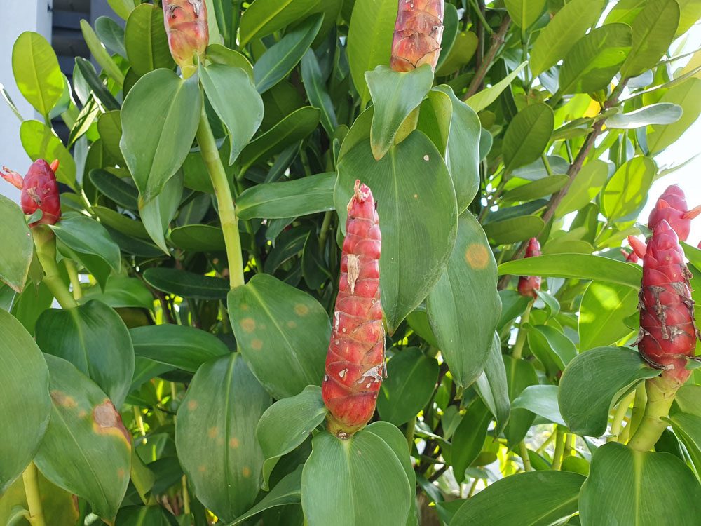 Samsung Galaxy S10+ camera sample