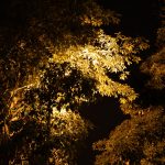 Impressions - Canon EOS R Mirrorless Full-Frame Camera 25