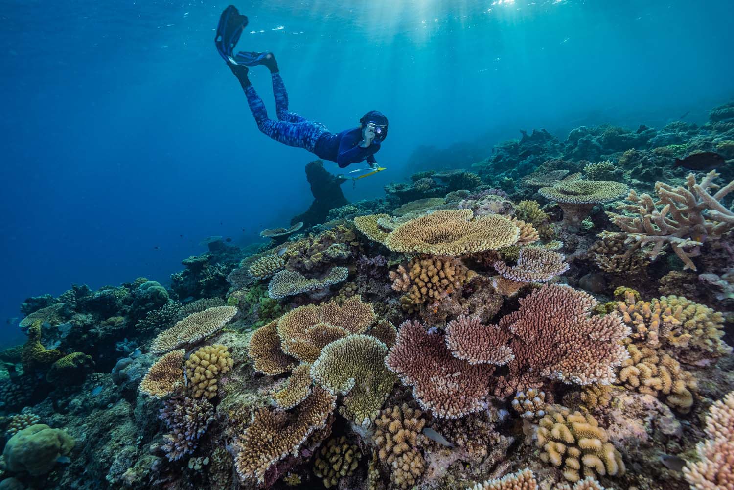 Dell Technologies to team up with Citizens of The Great Barrier Reef to ...